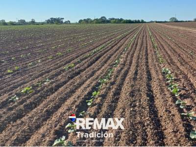 Campo Mixto de 100 Hect&aacute;reas en Juan Jos&eacute; Castelli